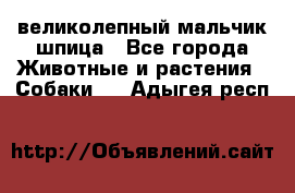 великолепный мальчик шпица - Все города Животные и растения » Собаки   . Адыгея респ.